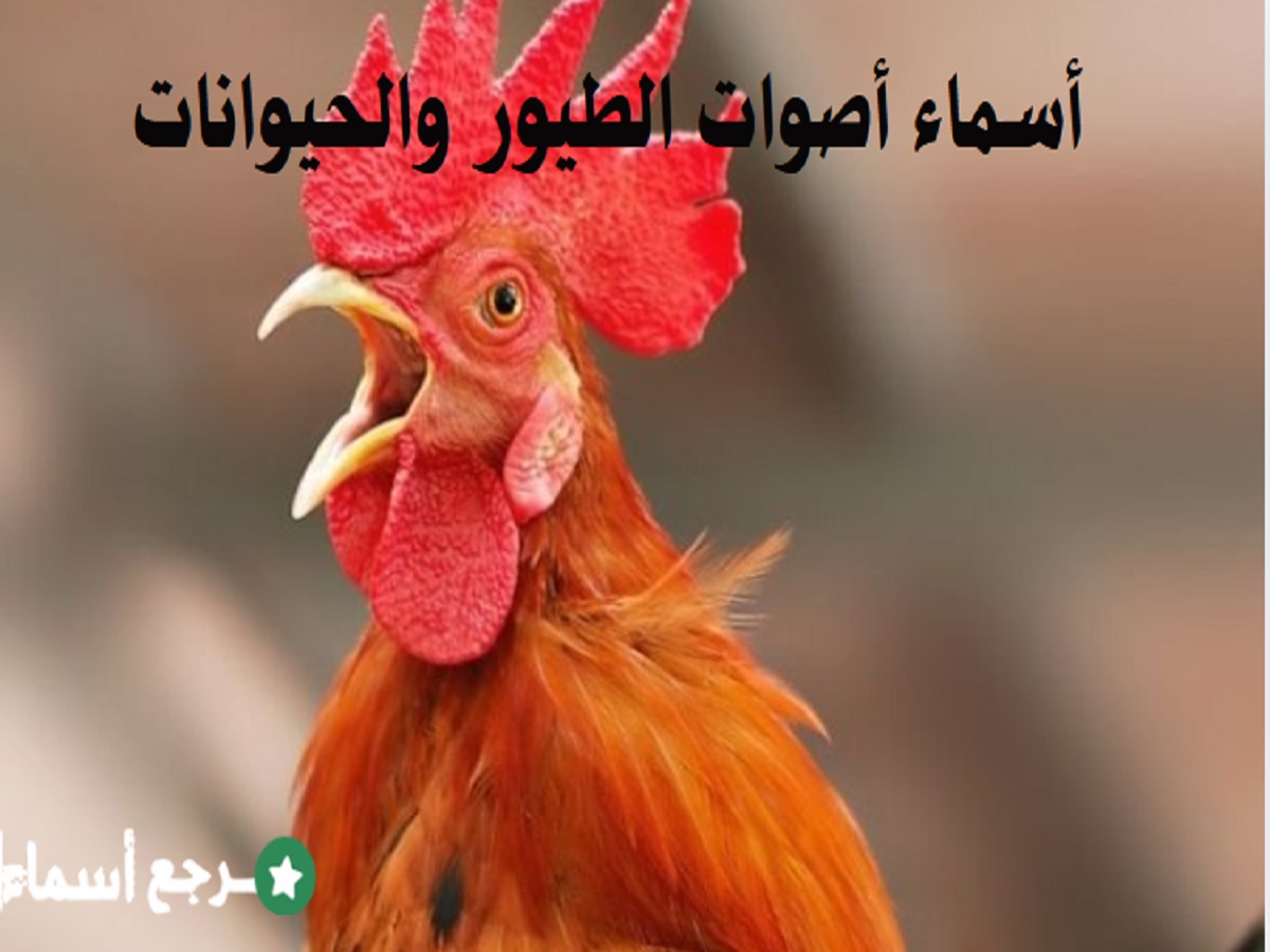 أسماء أصوات الطيور والحيوانات ومعلومة عن كل اسم