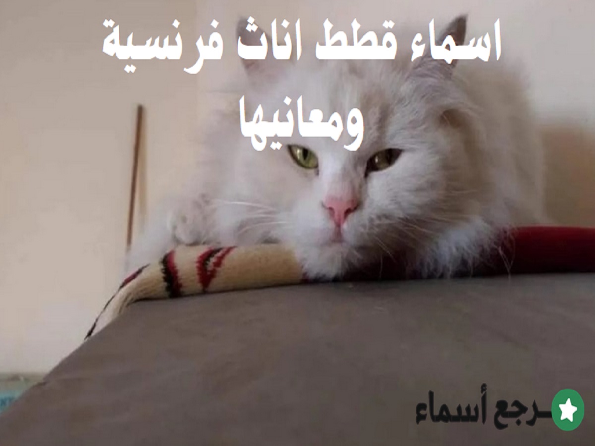 اسماء قطط اناث فرنسية وما يشير إليه كل اسم