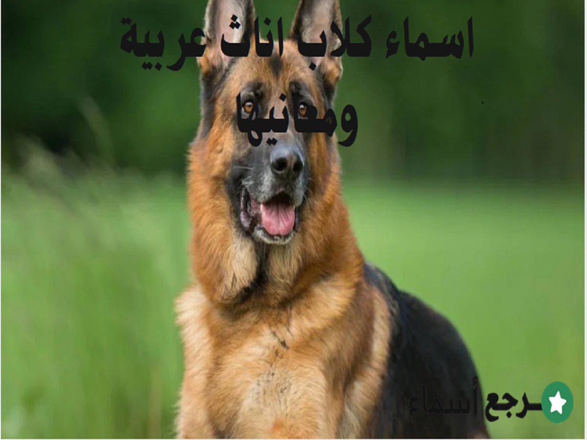 اسماء كلاب اناث عربية ومعانيها المتنوعة