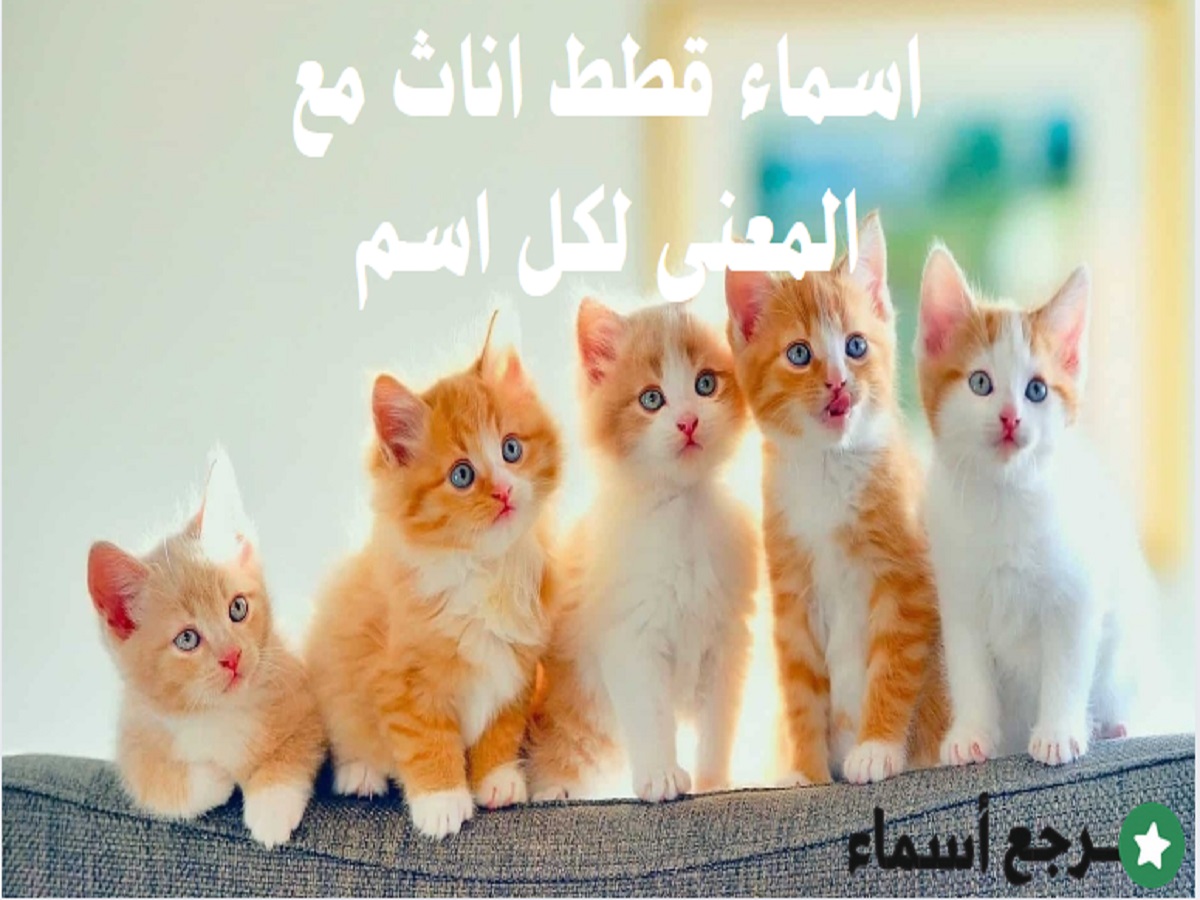 اسماء قطط اناث مع المعنى لكل اسم