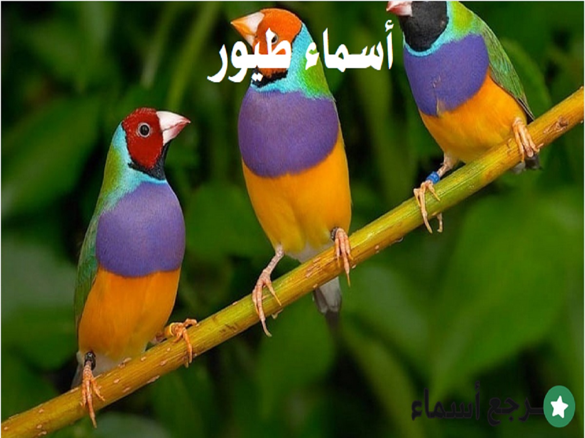 باقة من أشهر أسماء طيور ومعلومات عنها