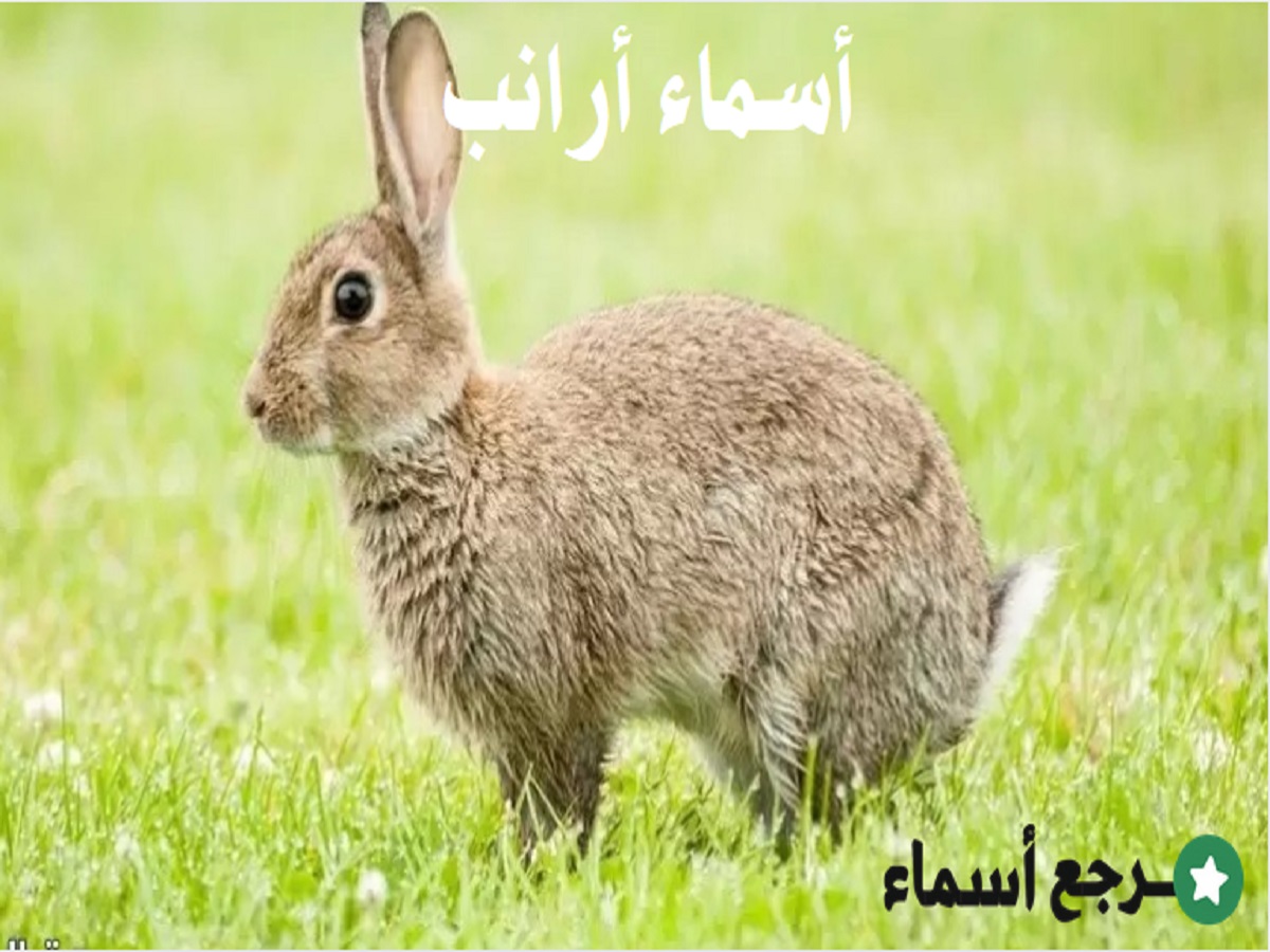 أسماء أرانب مشهورة وأنواعها المختلفة