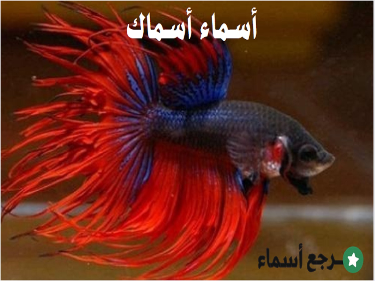 أسماء أسماك مشهورة وأنواعها وخصائصها