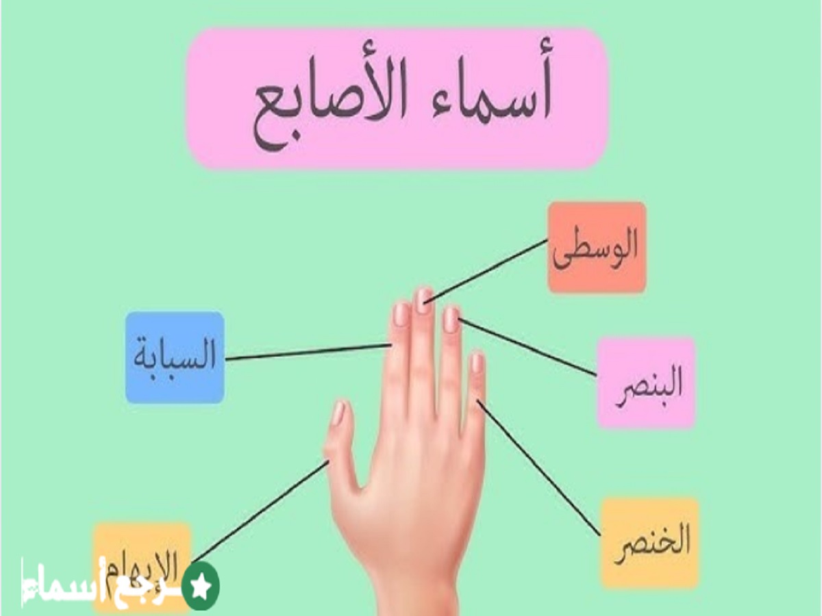 اسماء الاصابع وسبب التسمية ووظيفة كل إصبع