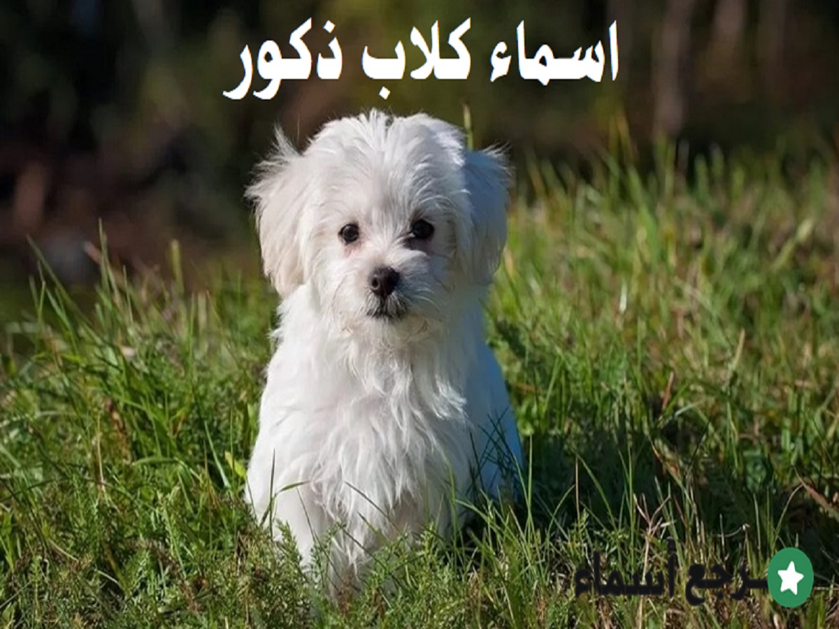 اسماء كلاب ذكور صغيرة ومعانيها