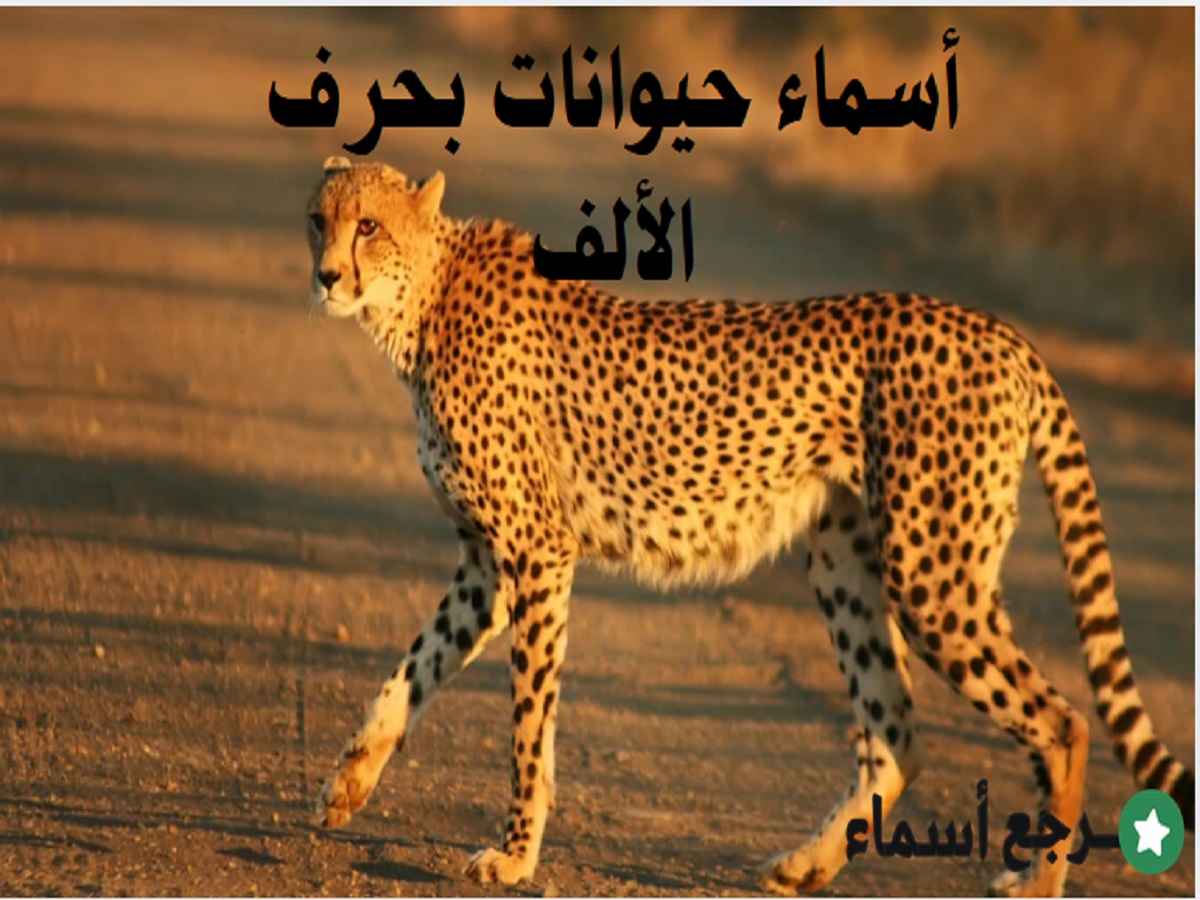 أسماء حيوانات بحرف الألف وأهم المعلومات