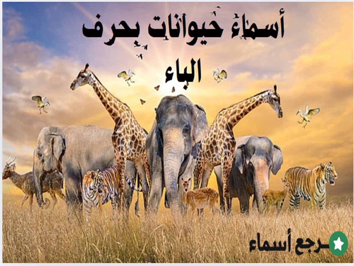أسماء حيوانات بحرف الباء ومعانيها المختلفة