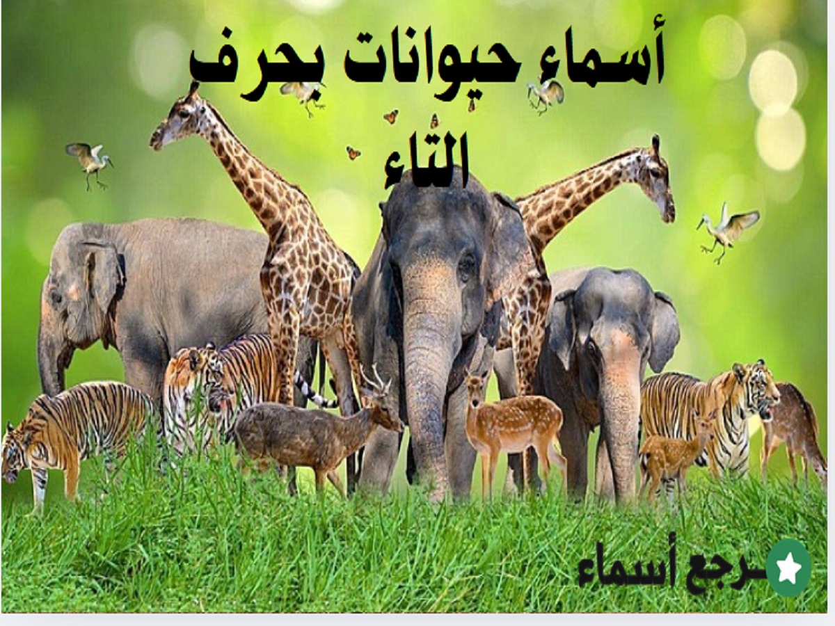 أسماء حيوانات بحرف التاء ومعنى كل اسم