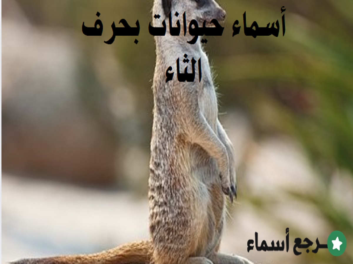 أسماء حيوانات بحرف الثاء ونبذة عنها