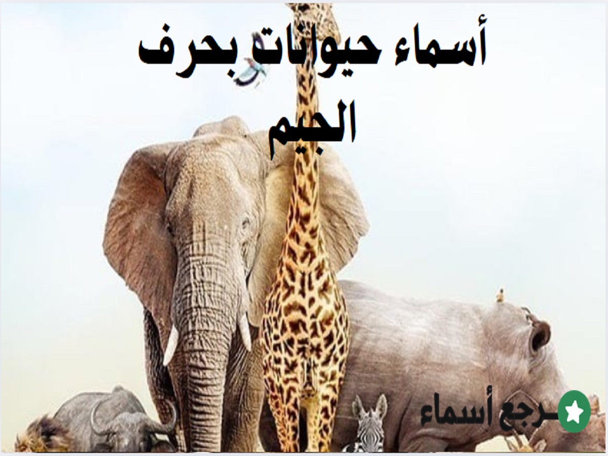 أسماء حيوانات بحرف الجيم ونبذة عن كل حيوان