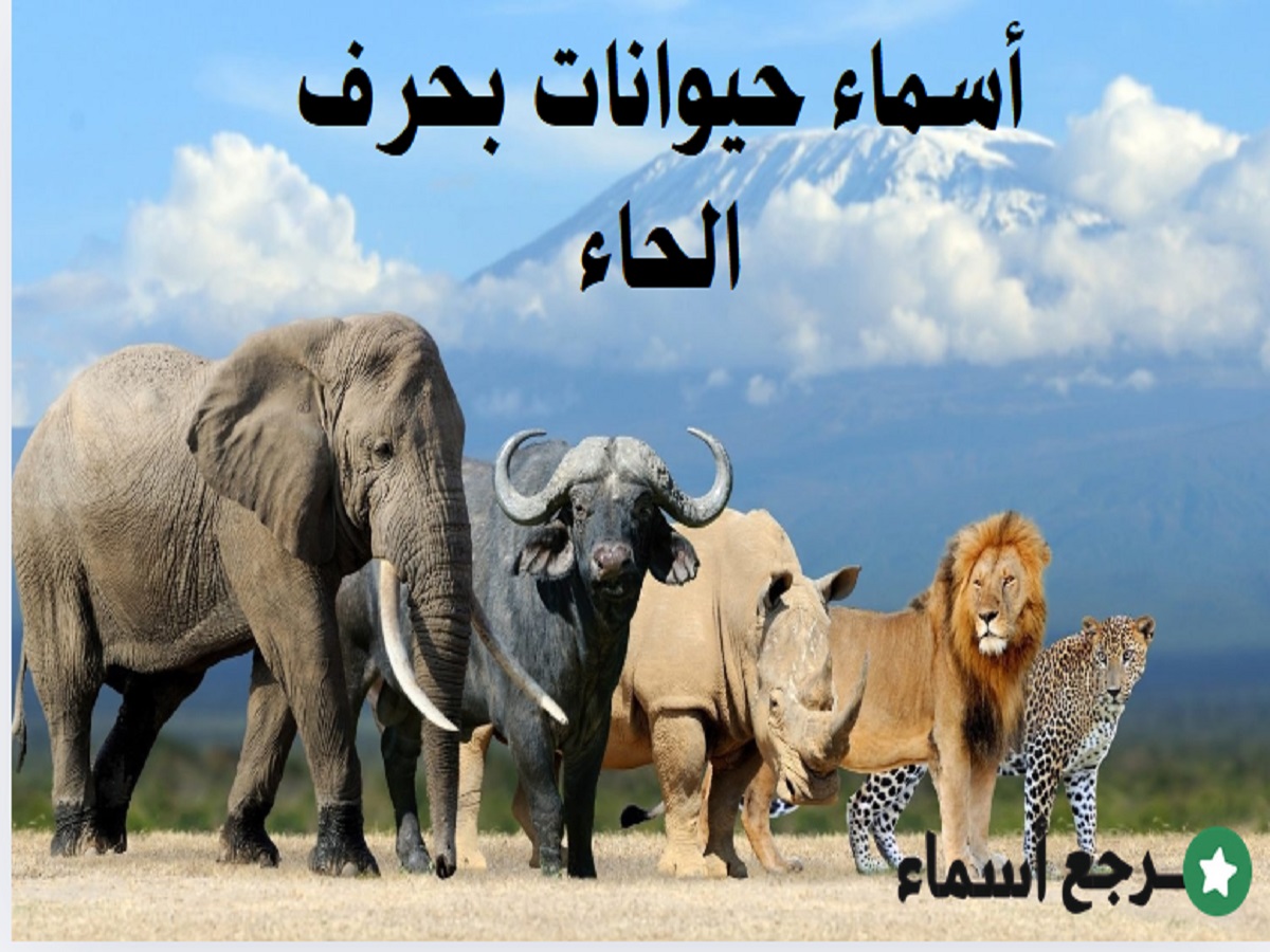 أسماء حيوانات بحرف الحاء متنوعة ومختلفة