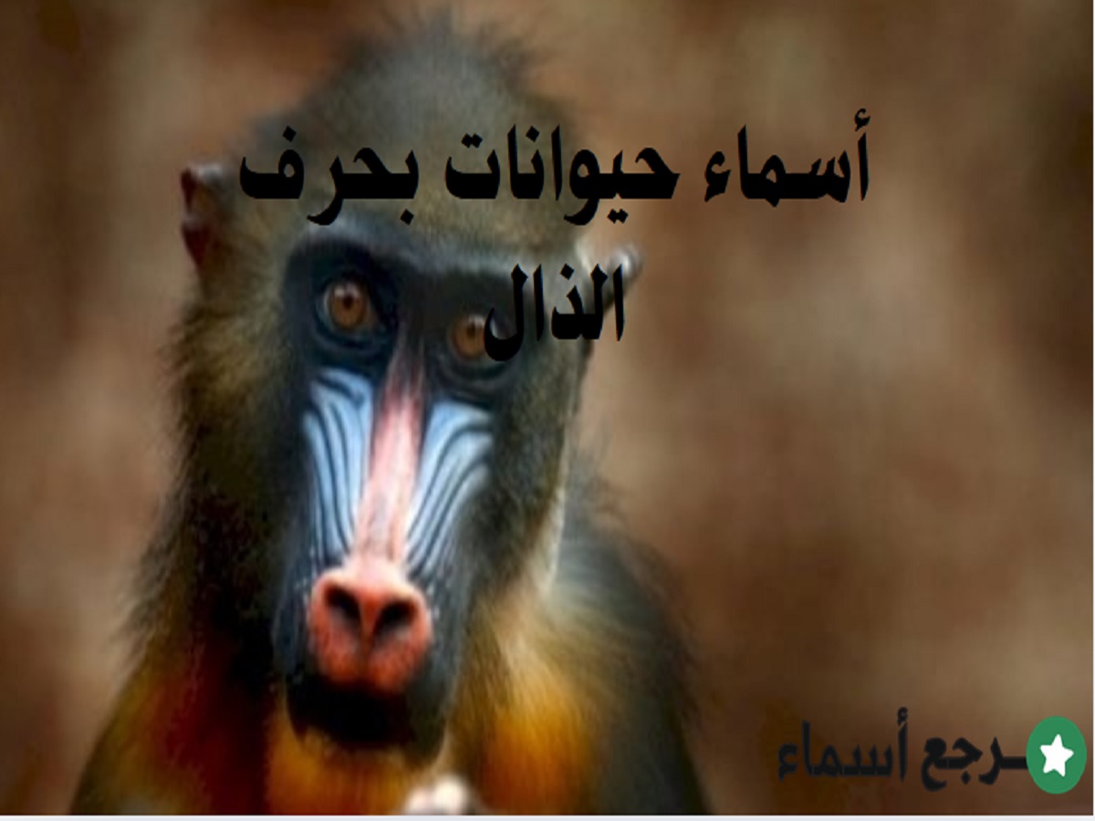 أشهر أسماء حيوانات بحرف الذال ومعلومات عنها