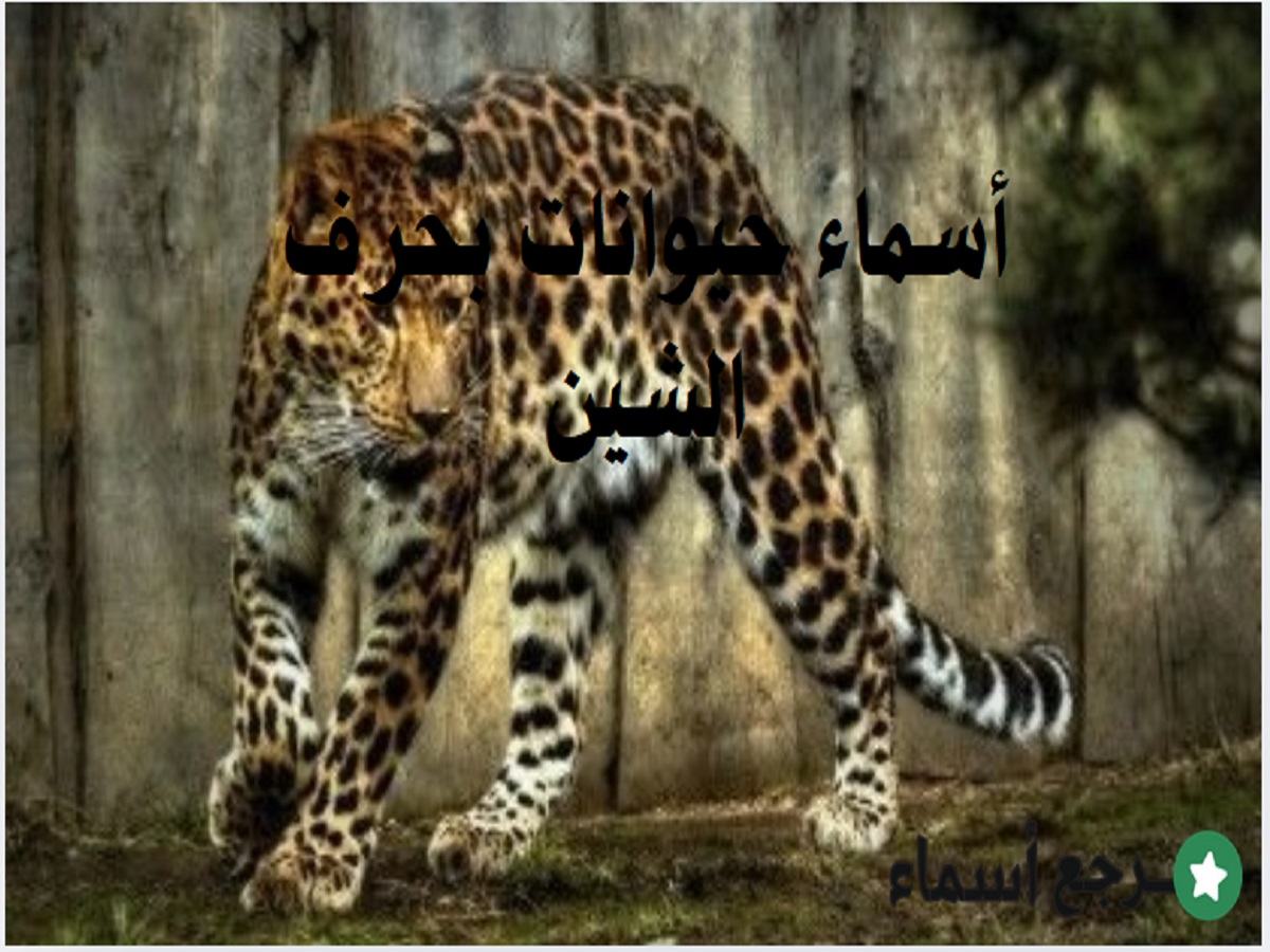 أسماء حيوانات بحرف الشين معروفة ونادرة