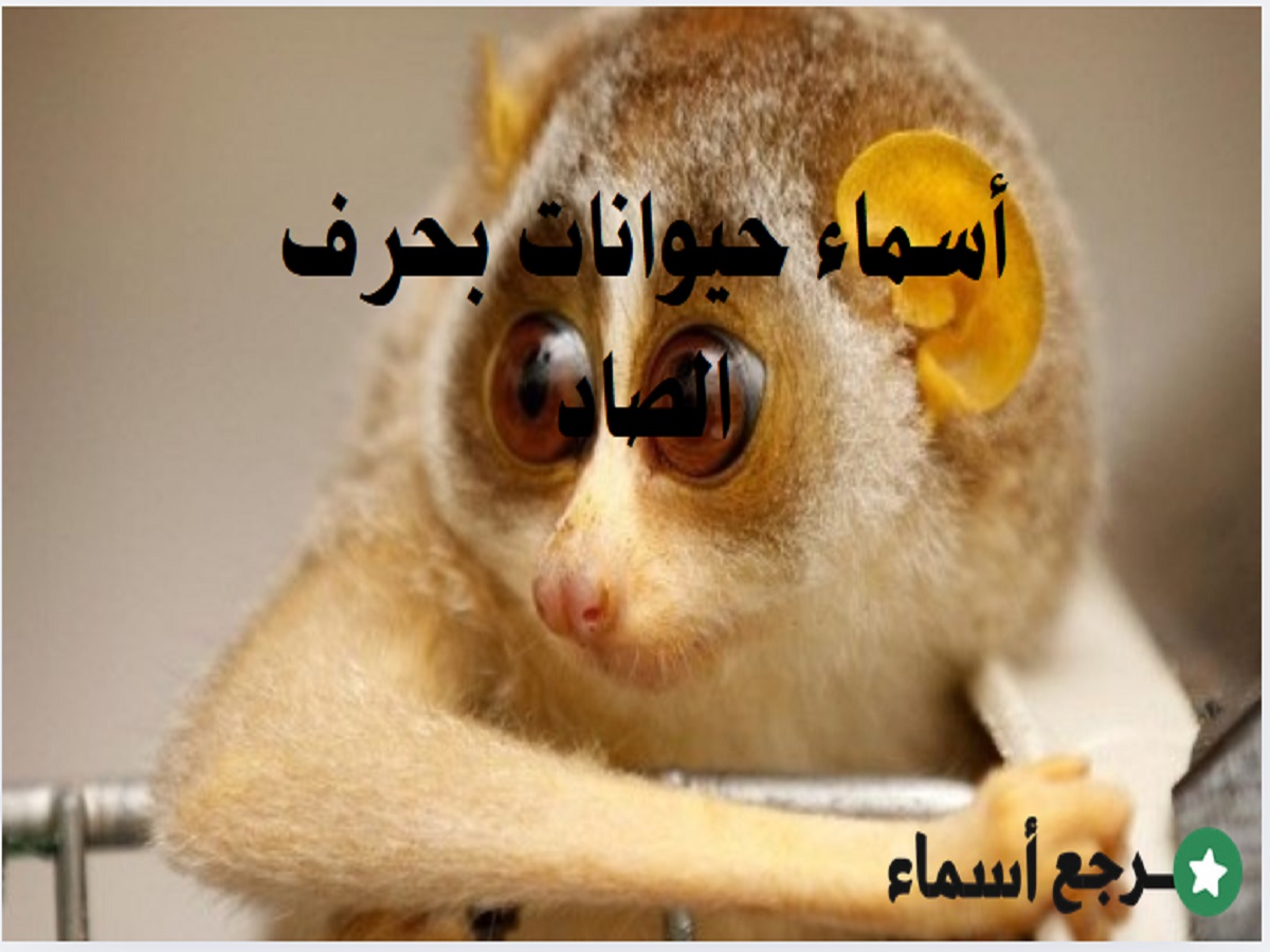 أسماء حيوانات بحرف الصاد وأهم المعلومات عنها