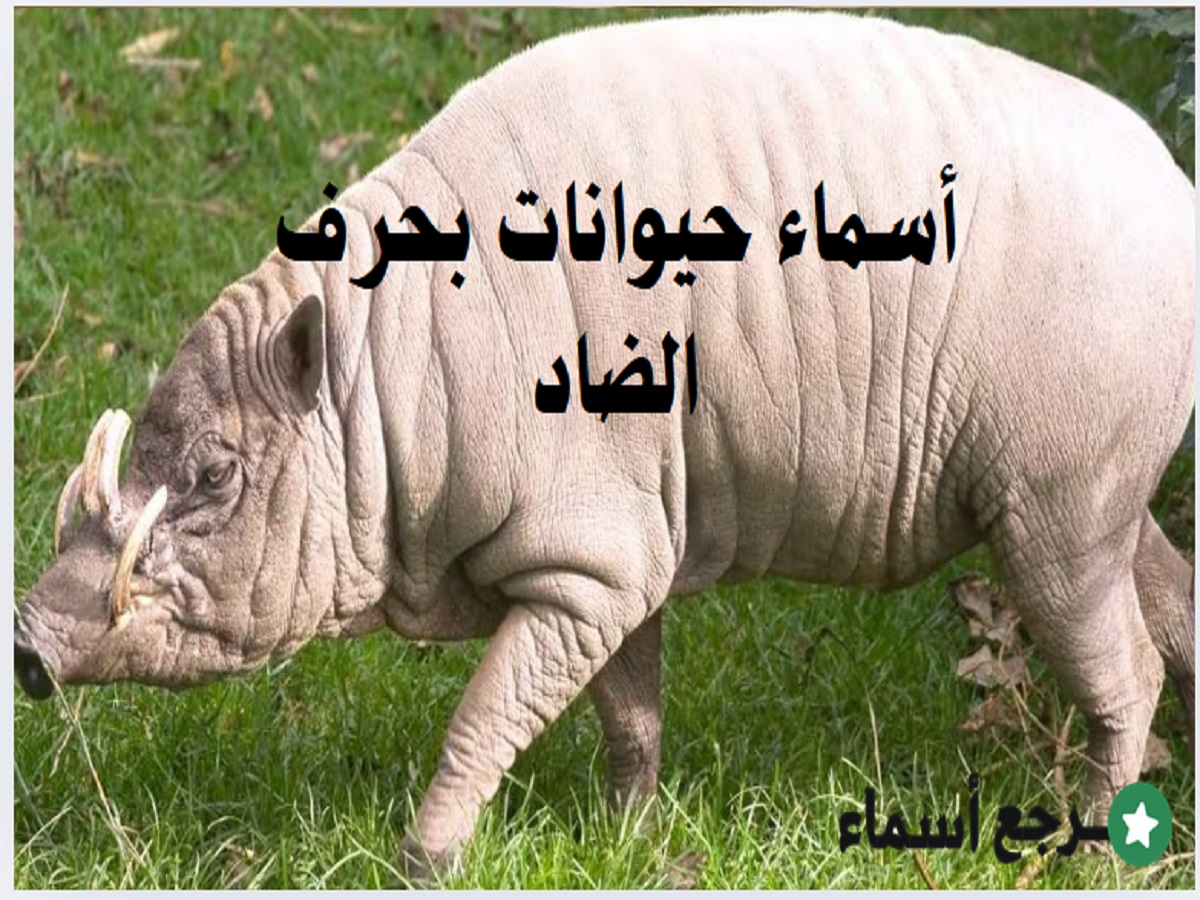 أسماء حيوانات بحرف الضاد ومعلومات عنها