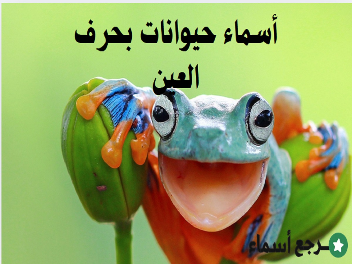 أسماء حيوانات بحرف العين ومعلومات لكل حيوان