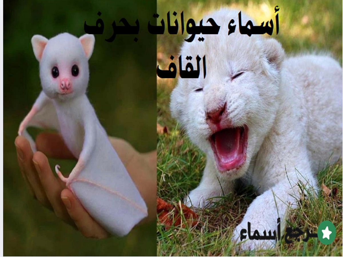 أسماء حيوانات بحرف القاف نادرة ومعروفة