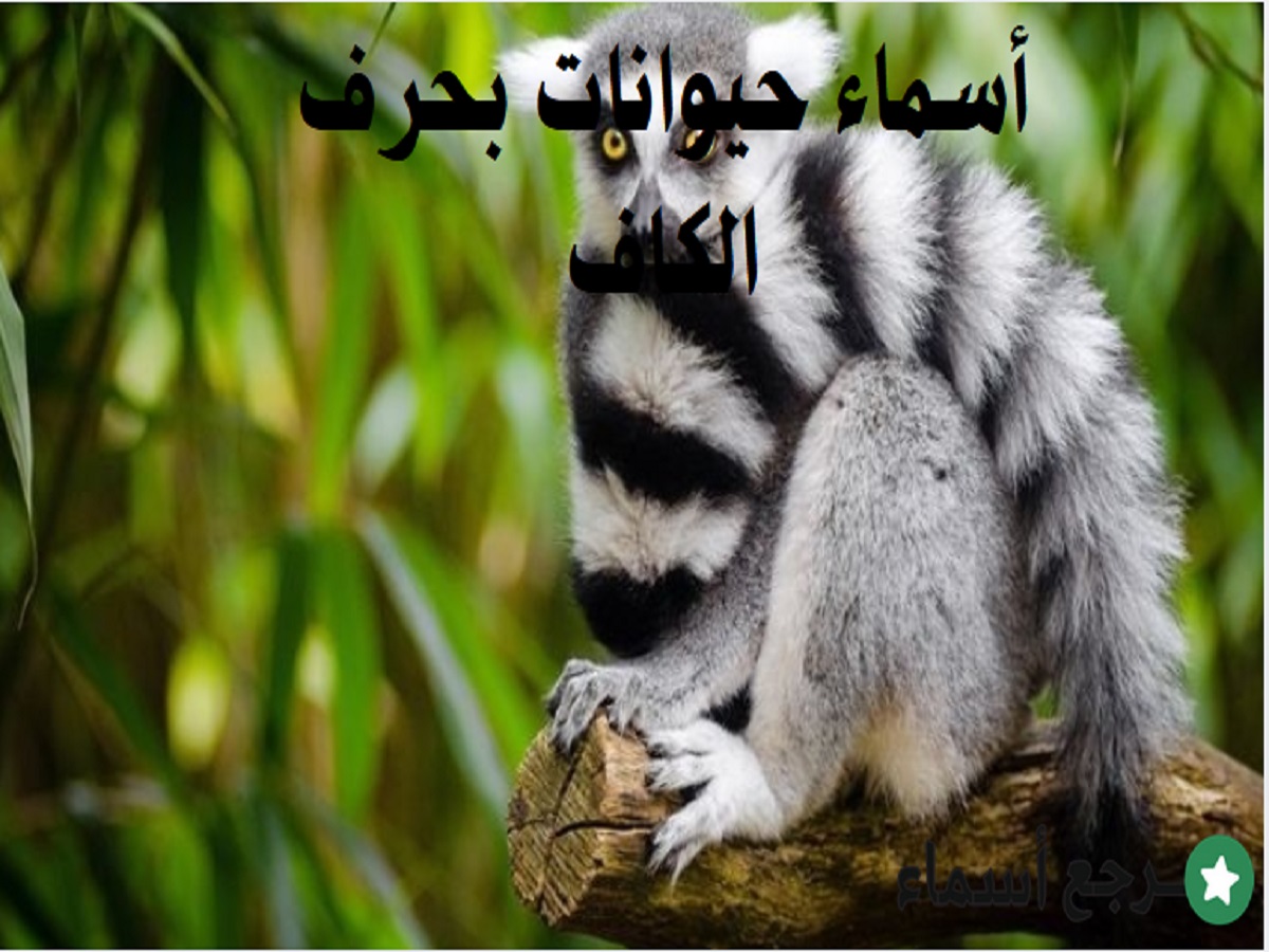 أسماء حيوانات بحرف الكاف متنوعة ومختلفة