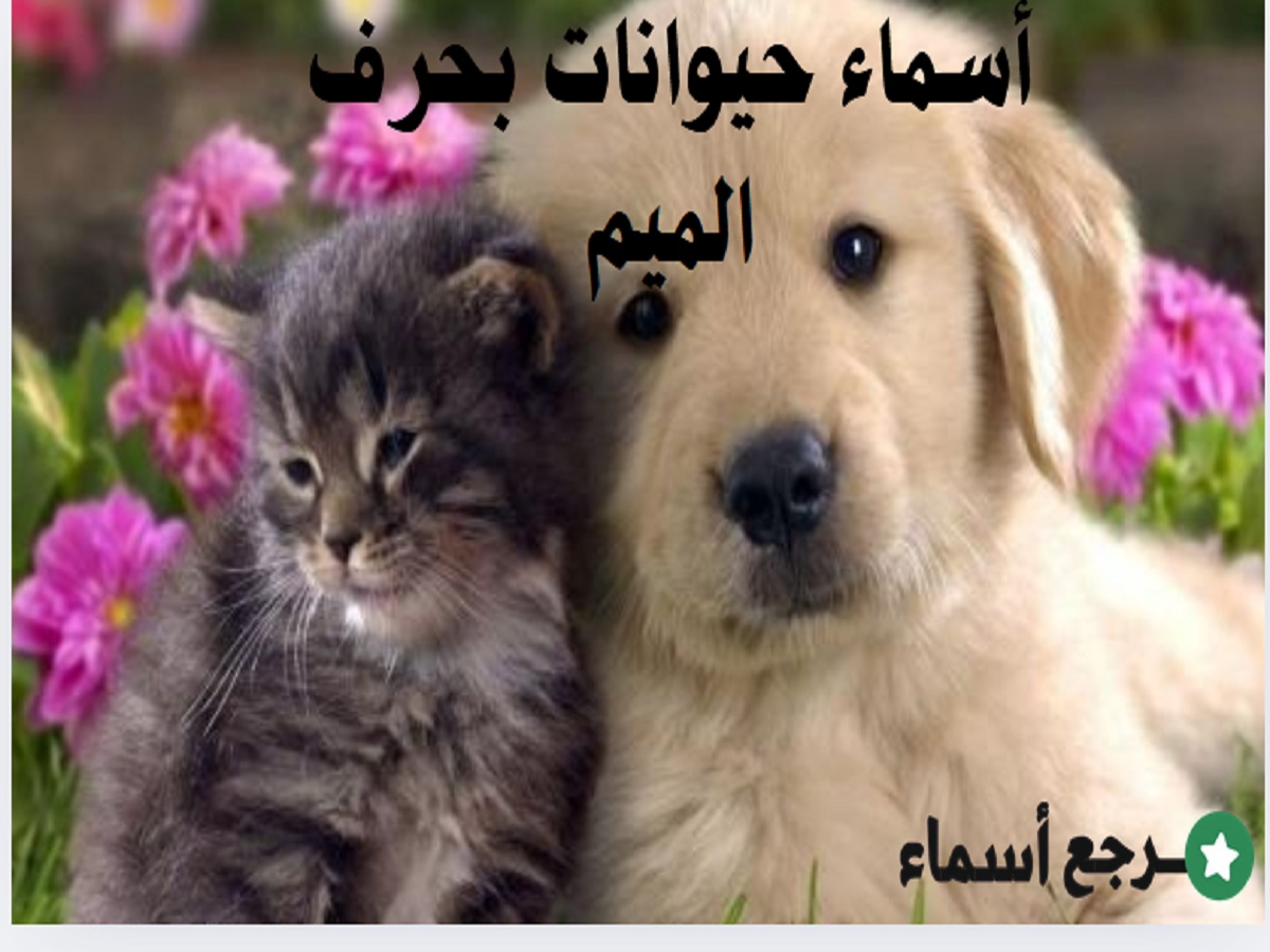 أسماء حيوانات بحرف الميم ونبذة عن كل حيوان