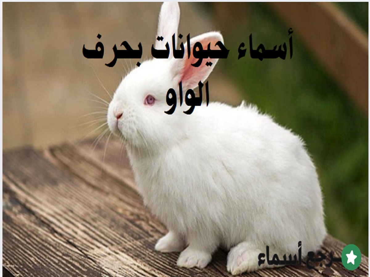أشهر أسماء حيوانات بحرف الواو