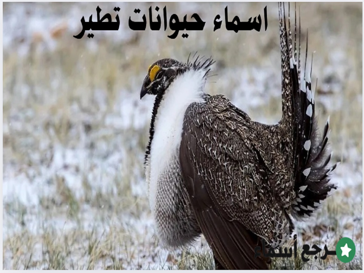 اسماء حيوانات تطير وأبرز المعلومات عنها