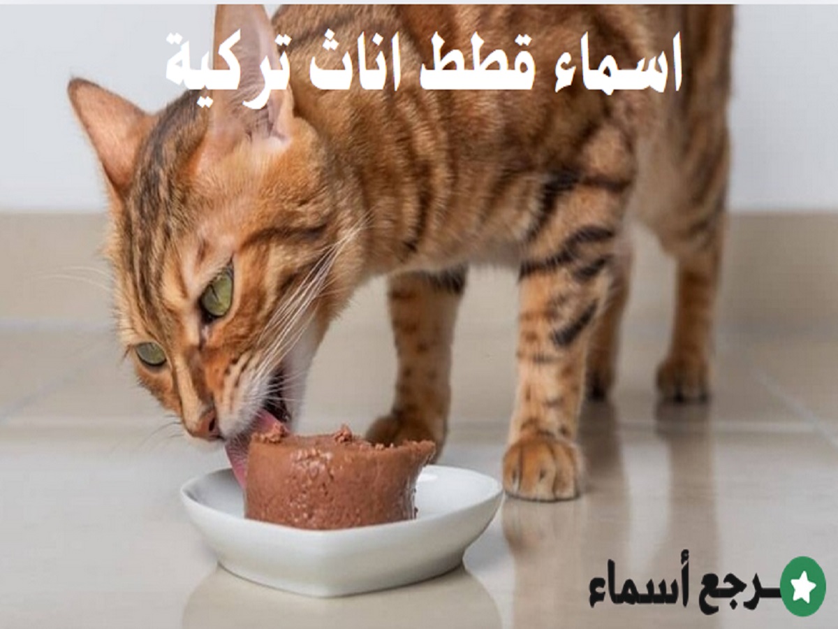 اسماء قطط اناث تركية الأصل ومعانيها