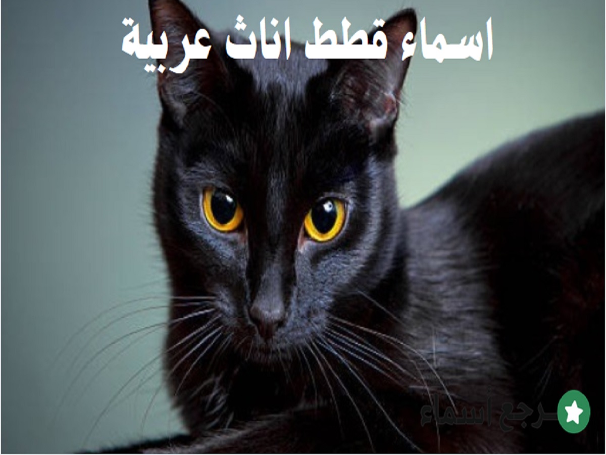 اسماء قطط اناث عربية وأجمل ما جاء في معانيها
