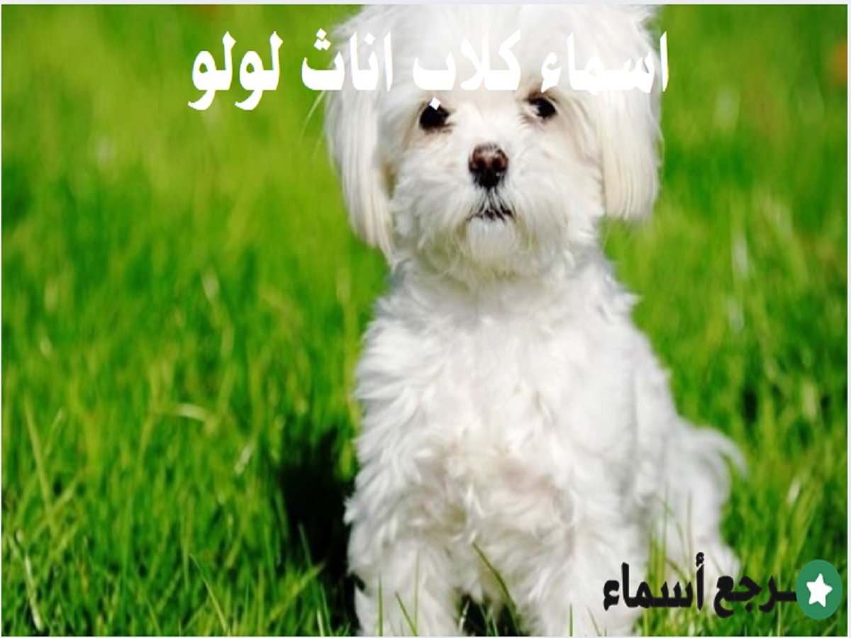 اسماء كلاب اناث لولو ومعنى كل اسم