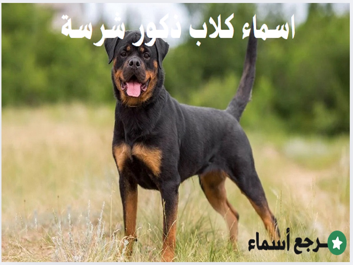 اسماء كلاب ذكور شرسة من أجمل ما جاء فيها