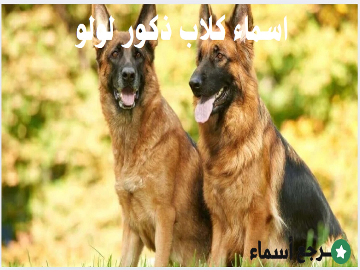 اسماء كلاب ذكور لولو لطيفة ومعانيها