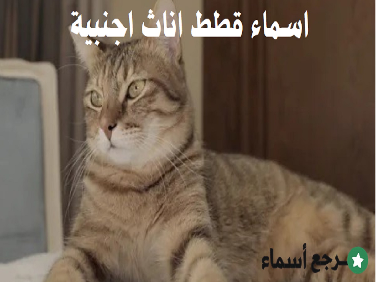 اسماء قطط اناث اجنبية من مختلف الثقافات