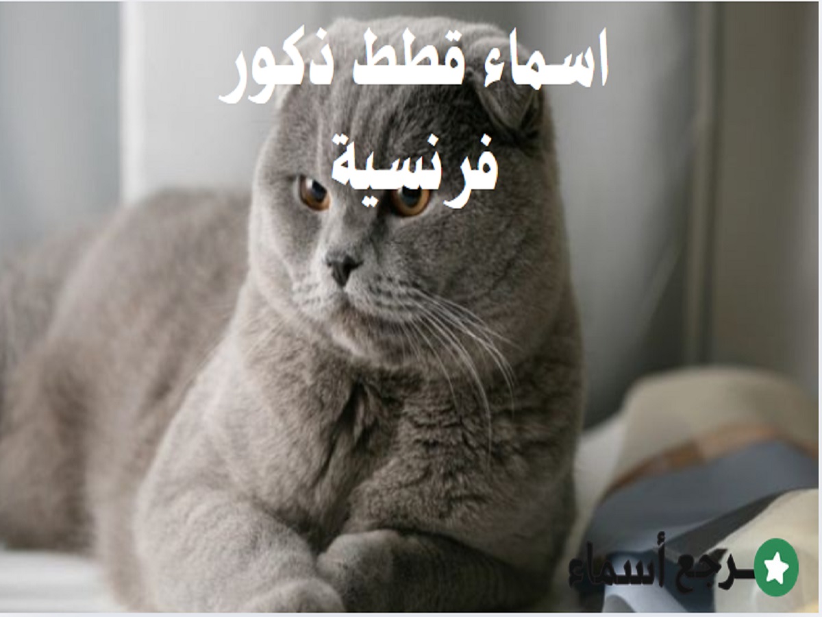 اسماء قطط ذكور فرنسية مميزة وجميلة