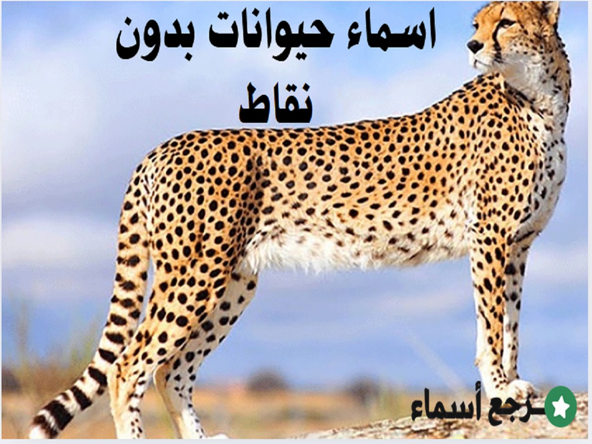 اسماء حيوانات بدون نقاط ومعلومات عنها
