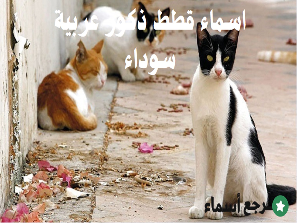 اسماء قطط ذكور عربية سوداء متنوعة
