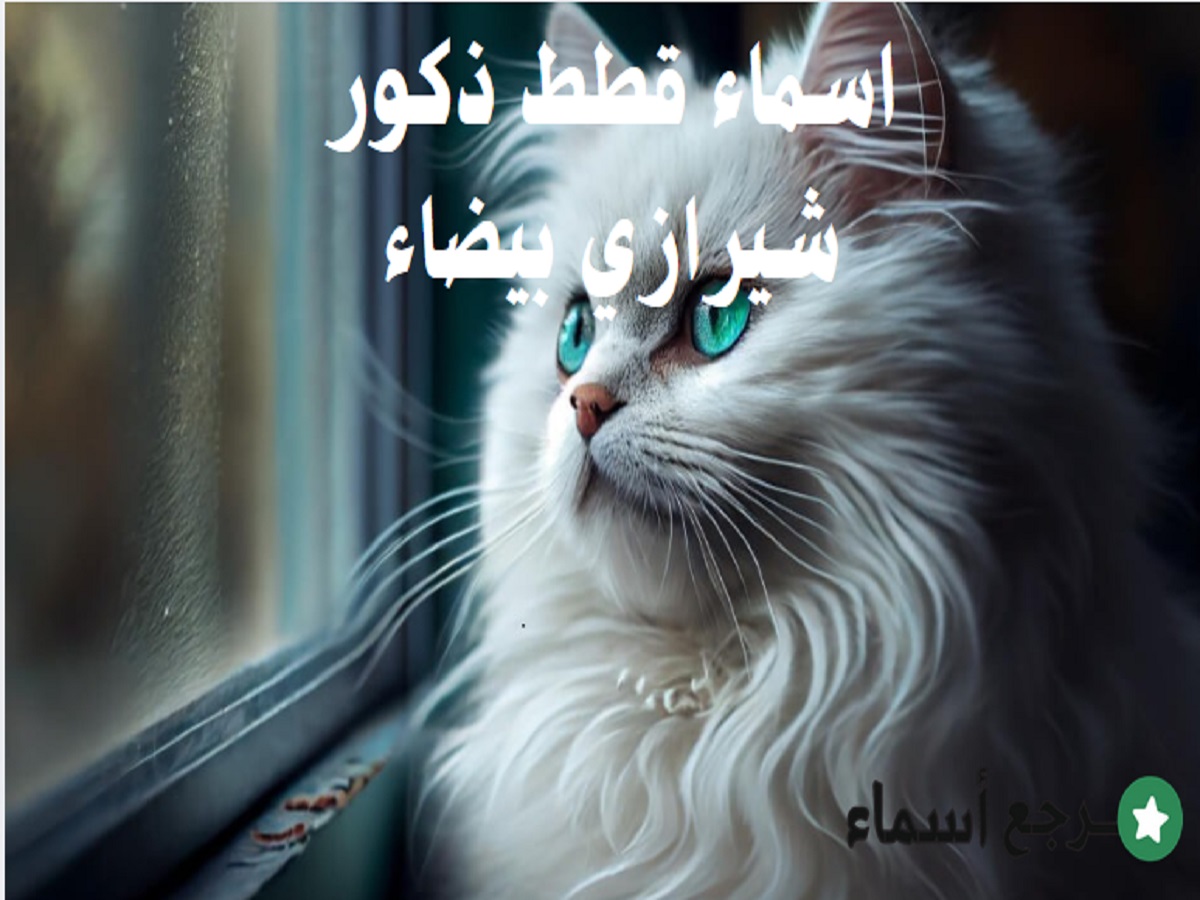 أجمل اسماء قطط ذكور شيرازي بيضاء