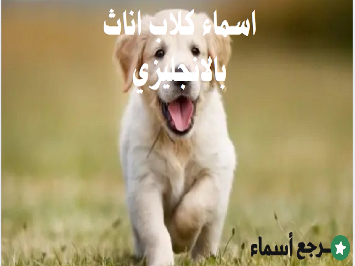 اسماء كلاب اناث بالانجليزي جديدة ومتنوعة