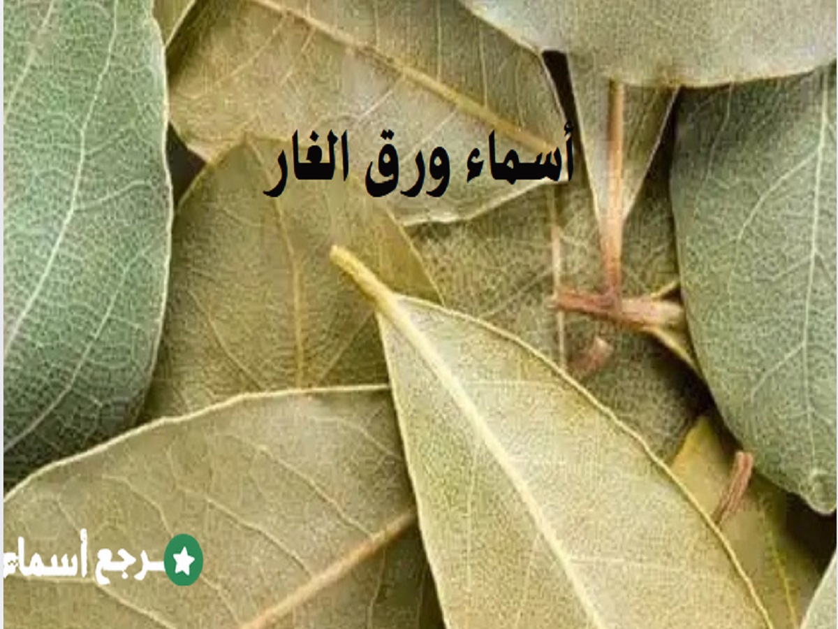 أسماء ورق الغار وفوائده واستخداماته
