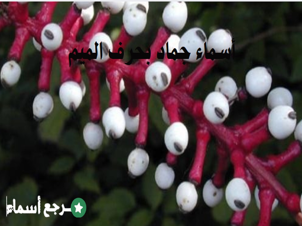 أسماء جماد بحرف الميم باقة متميزة