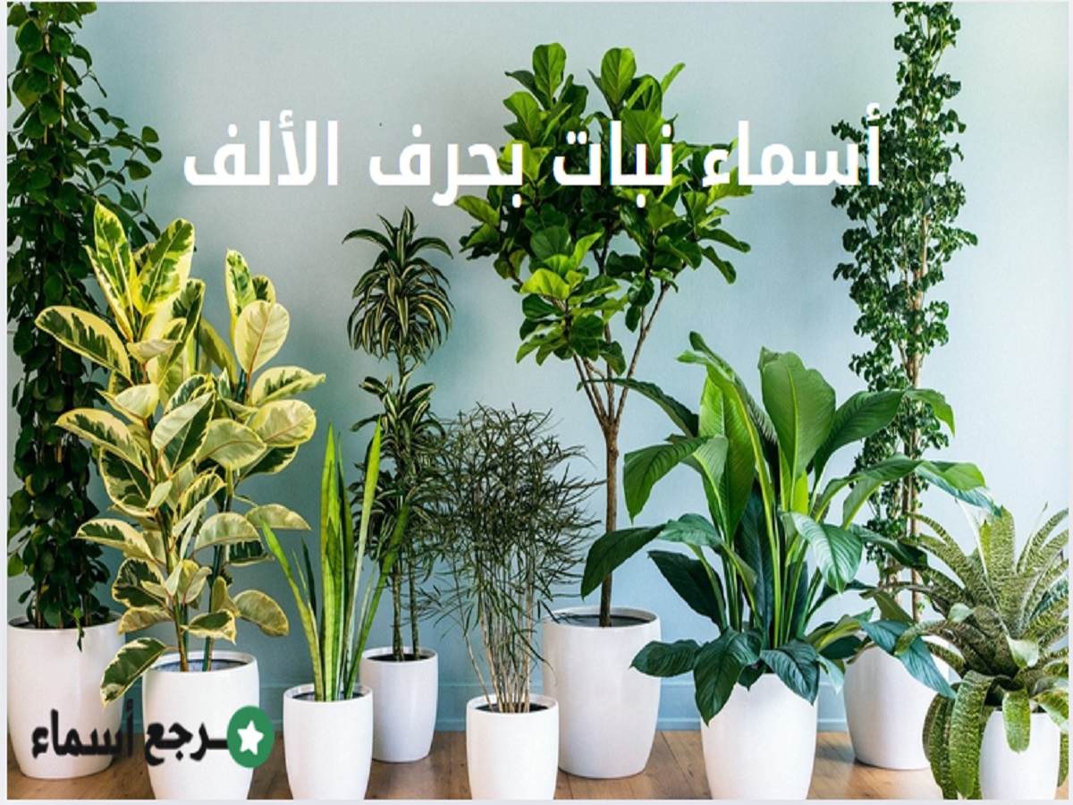 أسماء نبات بحرف الألف متنوعة معروفة ونادرة