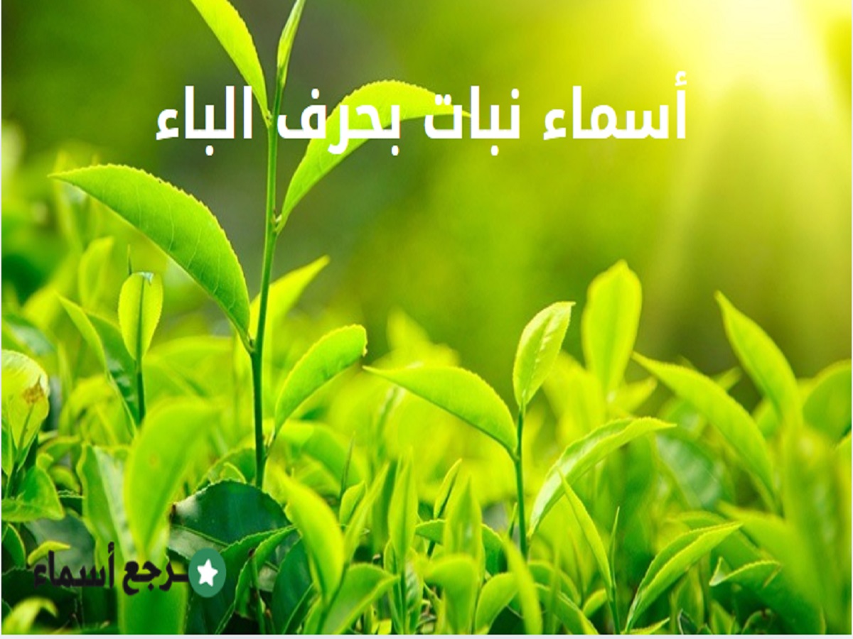 أسماء نبات بحرف الباء وأهم المعلومات عن كل اسم
