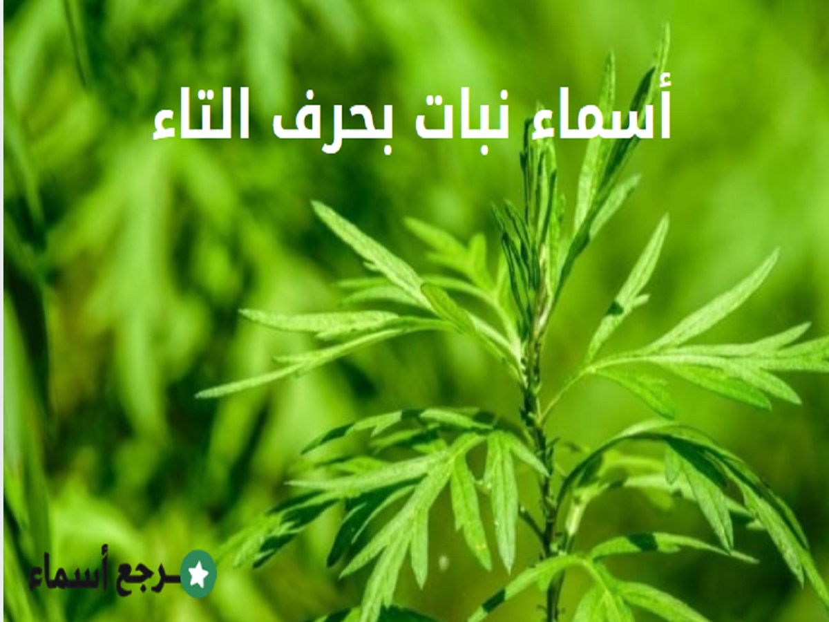 أسماء نبات بحرف التاء ومعلومات عنها وفوائدها