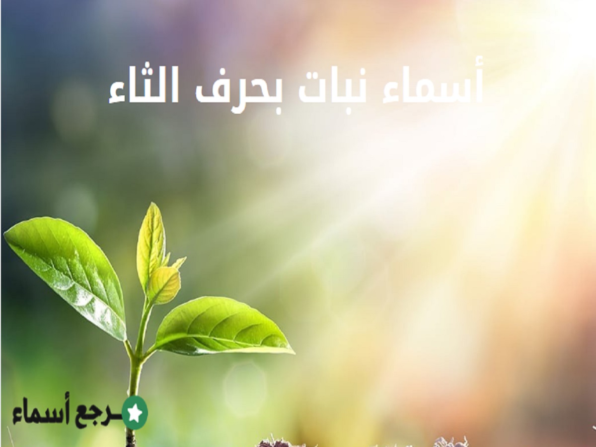 أكبر مجموعة أسماء نبات بحرف الثاء