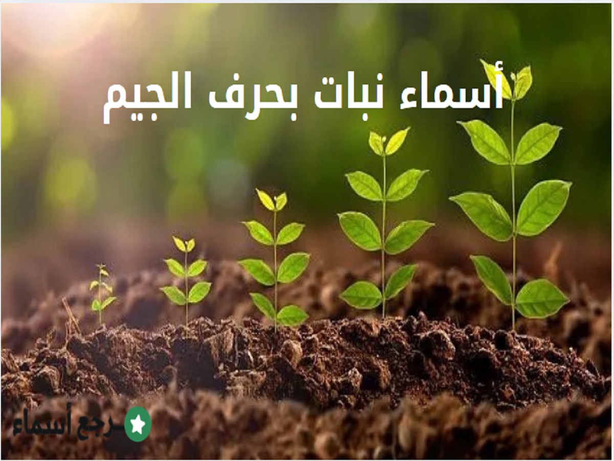 أسماء نبات بحرف الجيم ونبذة عن كل اسم