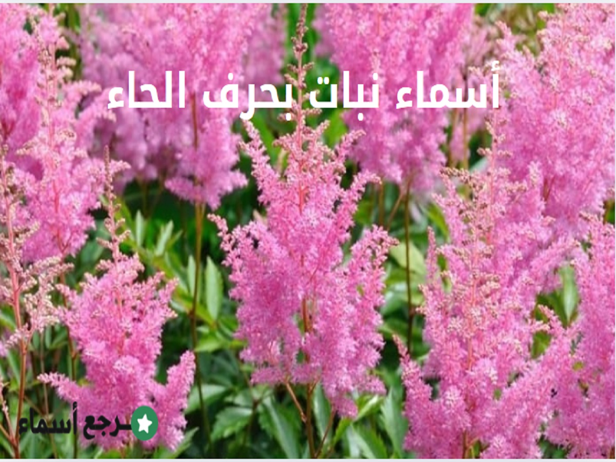 جميع أسماء النباتات بحرف الحاء وفوائدها