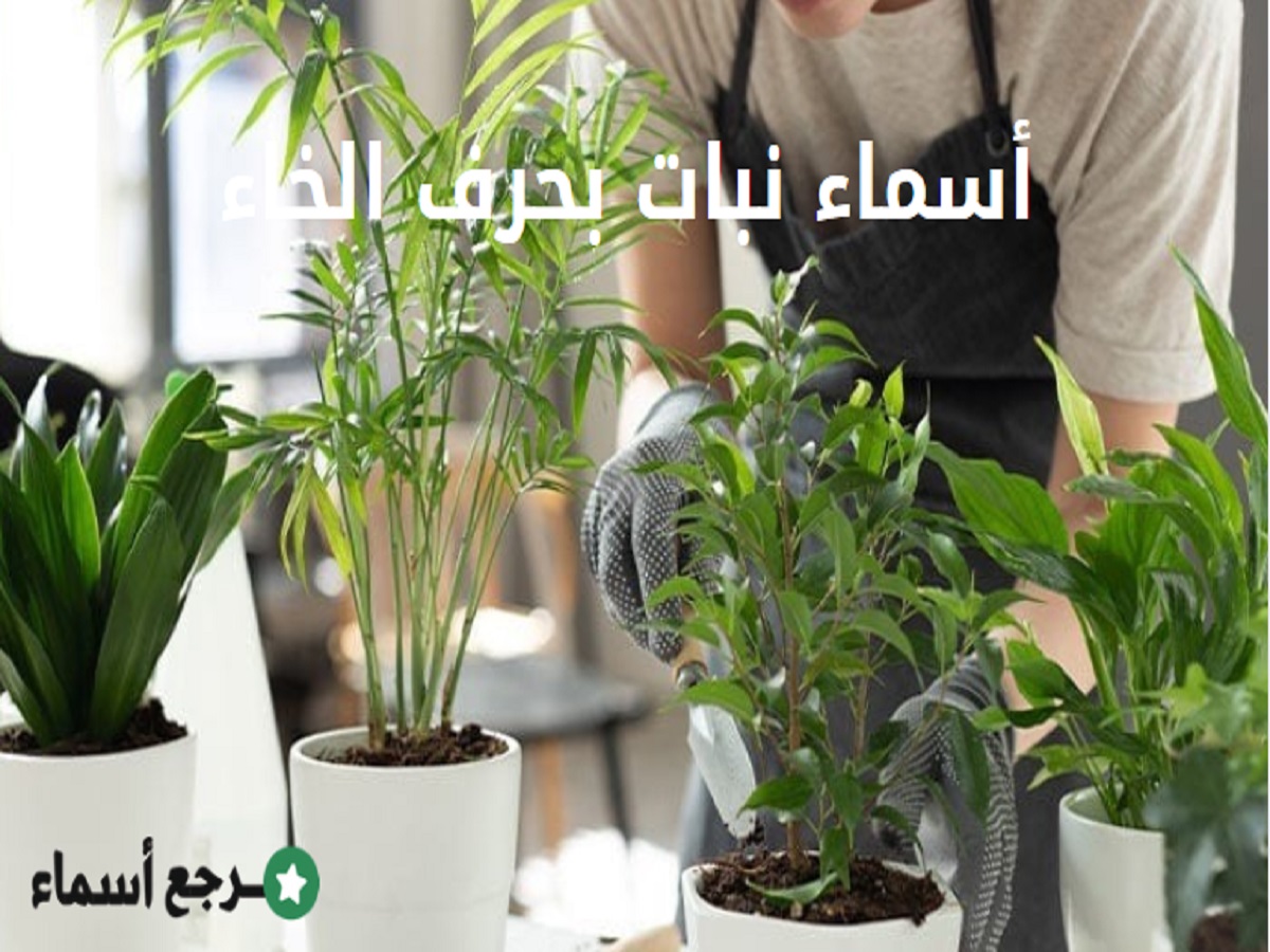 أسماء نبات بحرف الخاء : قائمة شاملة للنباتات الشائعة والنادرة