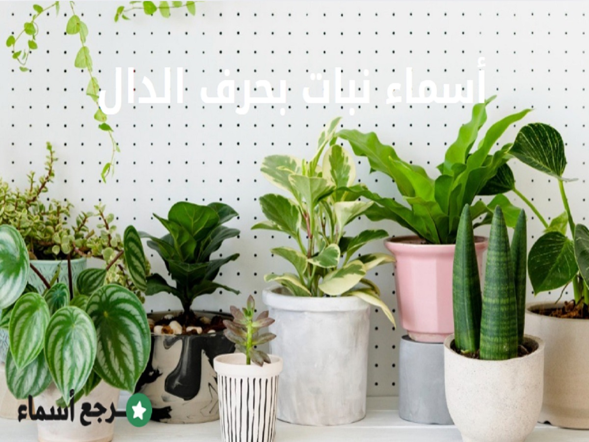 أسماء نباتات بحرف الدال وأهم المعلومات عن كل اسم