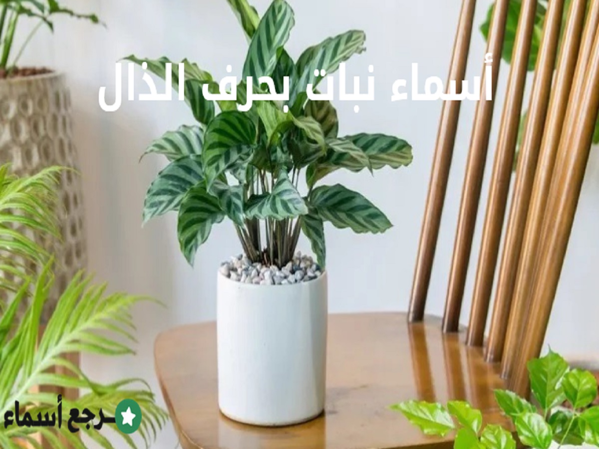 أسماء نبات بحرف الذال وأهم المعلومات عن كل نبات