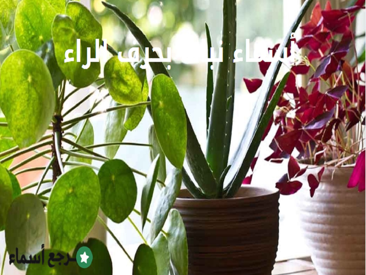 قائمة أسماء نبات بحرف الراء معروفة ونادرة