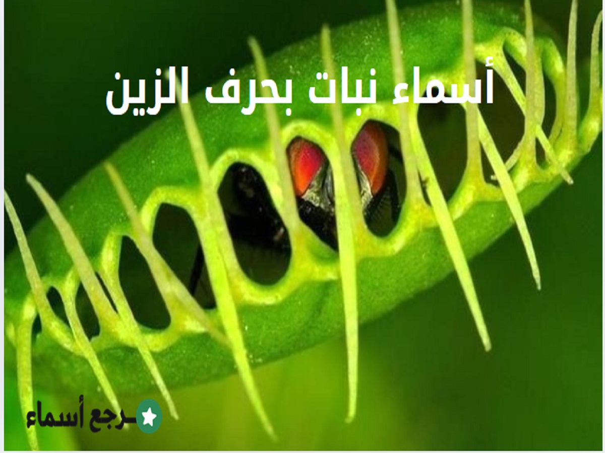 موسوعة أسماء نبات بحرف الزين متنوعة