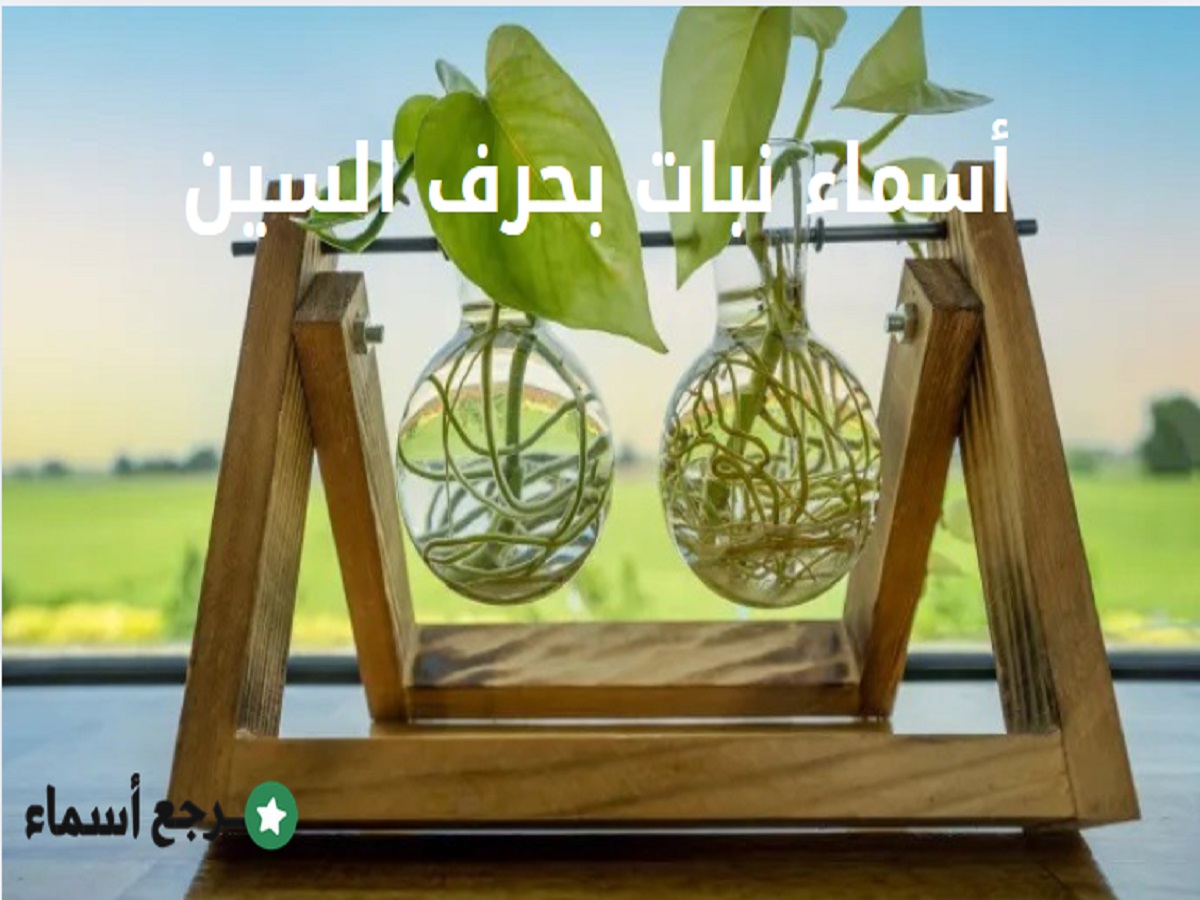 أسماء نبات بحرف السين وأهم المعلومات عنها